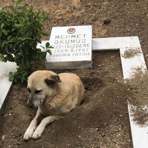 sehit-mezari-kopek