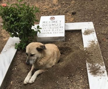 sehit-mezari-kopek