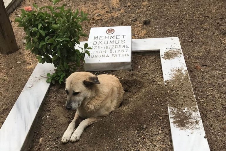 Şehit Mezarı Üzerinde Sokak Köpeğinin Görüldüğü Fotoğraf sehit-mezari-kopek