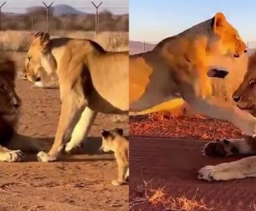 esinden-korkan-aslan