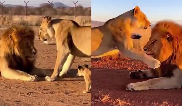 esinden-korkan-aslan