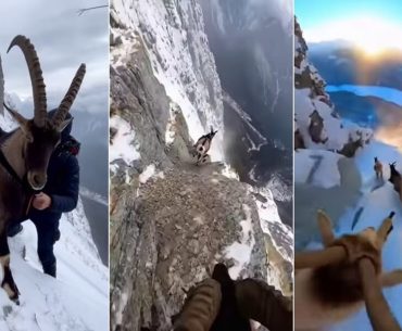 dag-kecisi-yapay-zeka