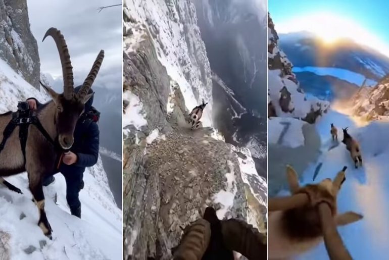 dag-kecisi-yapay-zeka