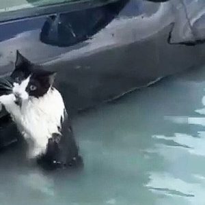 selde-arabaya-tutunan-kedi