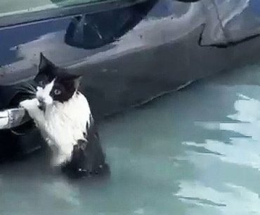 selde-arabaya-tutunan-kedi