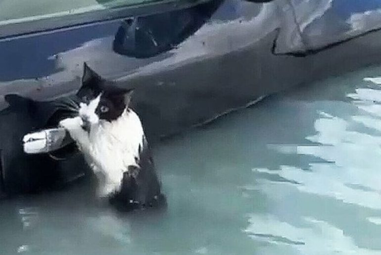 selde-arabaya-tutunan-kedi