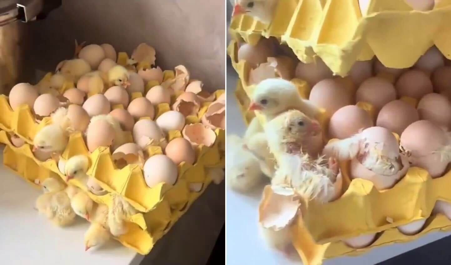 Marketten Alınan Yumurtadan Civciv Çıktığı İddiasıyla Paylaşılan Görüntü yumurtadan-civciv