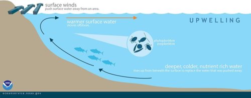 ani-deniz-sogumasi-upwelling