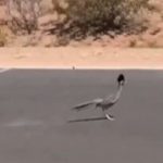 Coyote (Çakal) ve Road Runner'ın (Koşan Guguk Kuşu) Gerçek Hayatta Görüntülendiği İddiasıyla Paylaşılan Video coyote-road-runner-ai