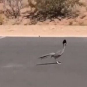 coyote-road-runner-ai