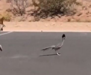 coyote-road-runner-ai