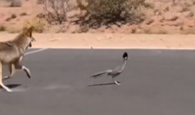 coyote-road-runner-ai