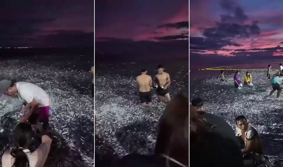 Depremle İlişkilendirilen Filipinler’de Binlerce Balığın Karaya Vurduğu “Ani Deniz Soğuması” Sonucu Oluşan Görüntü