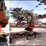 Hindistan'da Köksüz Şekilde Havada Asılı Durduğu İddia Olunan Ağaç havada-duran-agac