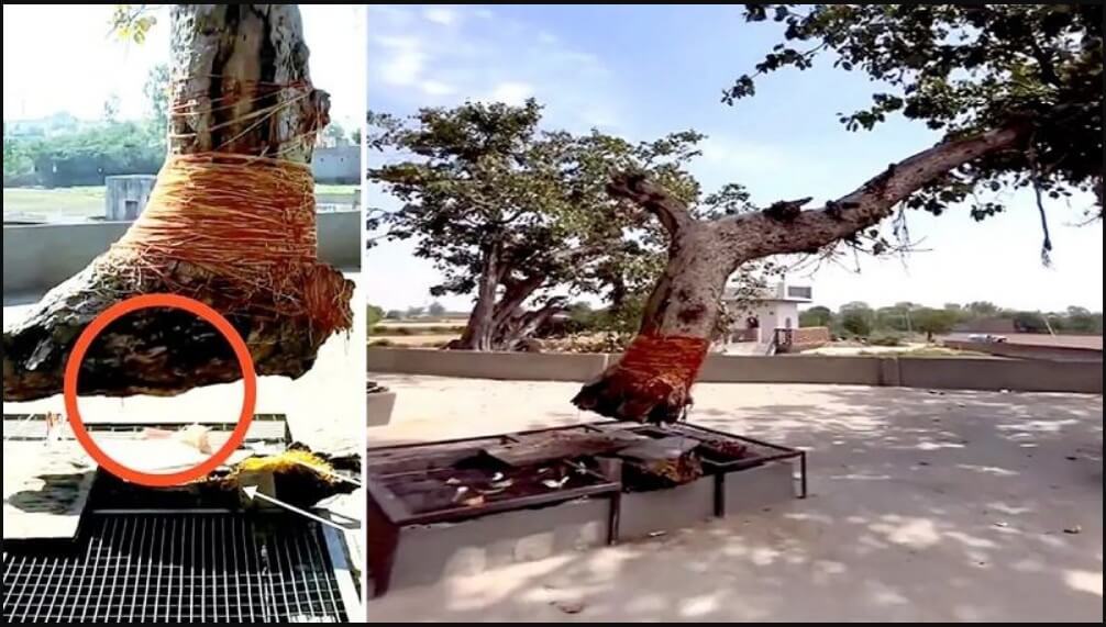 Hindistan’da Köksüz Şekilde Havada Asılı Durduğu İddia Olunan Ağaç havada-duran-agac