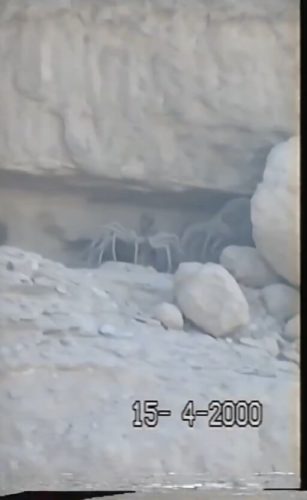 dev-orumcek-irak