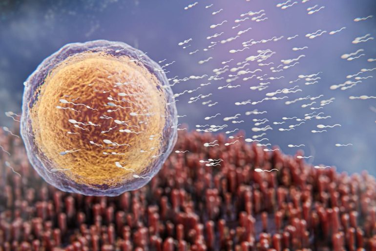 sperm-yumurta