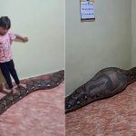 Vietnam'da Evde Beslenen Dev Pitonun Küçük Kızı Yuttuğu İddiası piton-tarafindan-yutulan