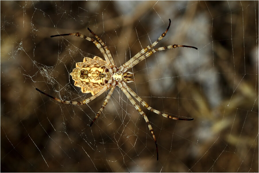 Argiope-lobata