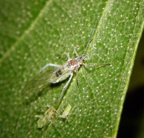 Euceraphis betulae