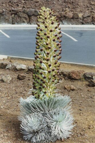 Haleakala silversword 