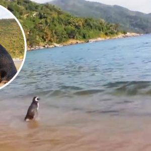 Joao-Pereira-de-Souza-dindim