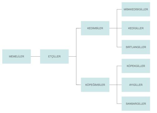 hayvan familyalarının sınıflandırılmış gösterimi