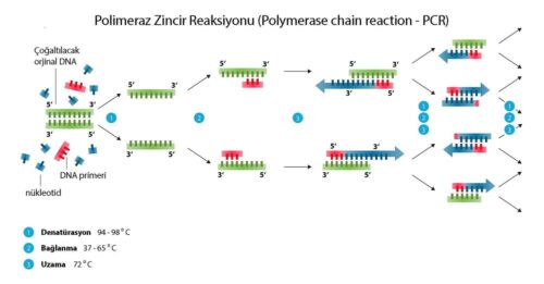 Polimeraz Zincir Reaksiyonu