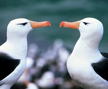 albatros divane