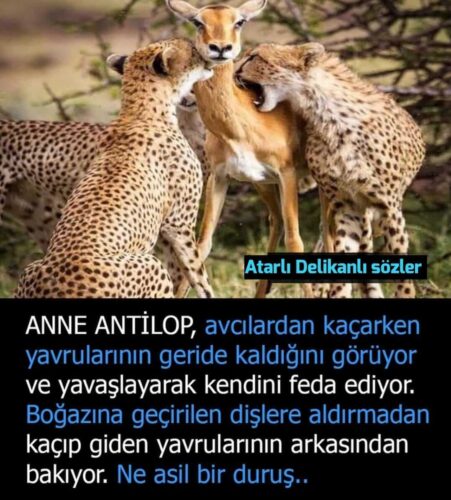 anne antilop avcilardan kacarken