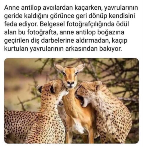 anne antilop yavrularinin arkasindan bakiyor