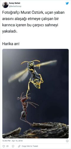 yaban arısı karınca