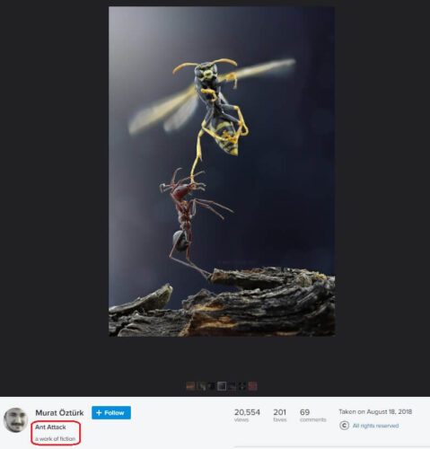 arı saldırısı karınca