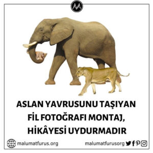 aslan yavrusunu taşıyan fil