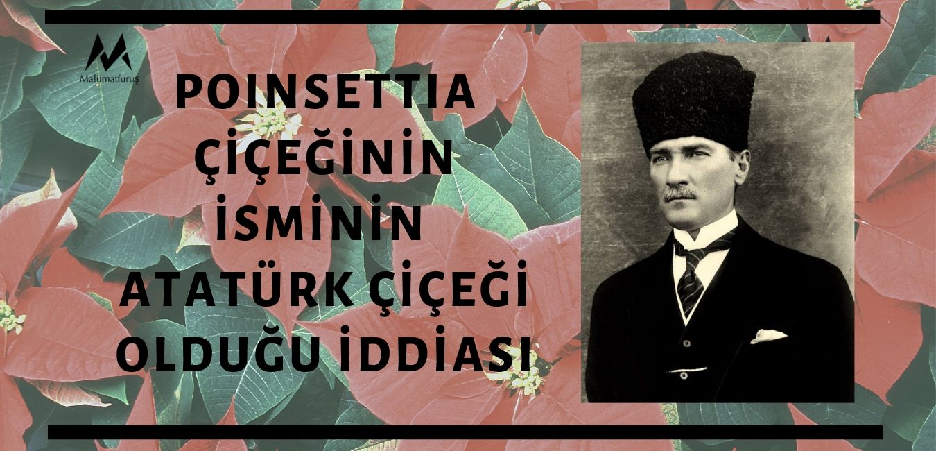 Atatürk Çiçeği İsminin Kökenine Dair Şehir Efsanesi
