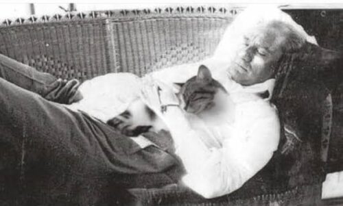 ataturk kedi montaj