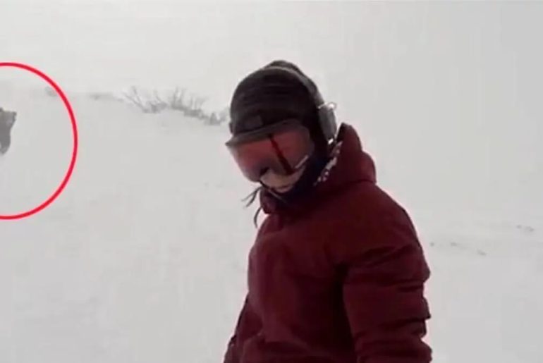 ayi-tarafindan-kovalanan