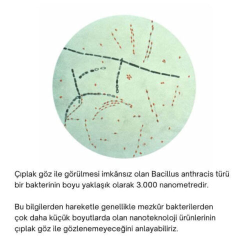 Bacillus anthracis