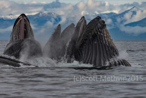 balinalar deniz yuzeyi