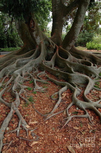 banyan agaci