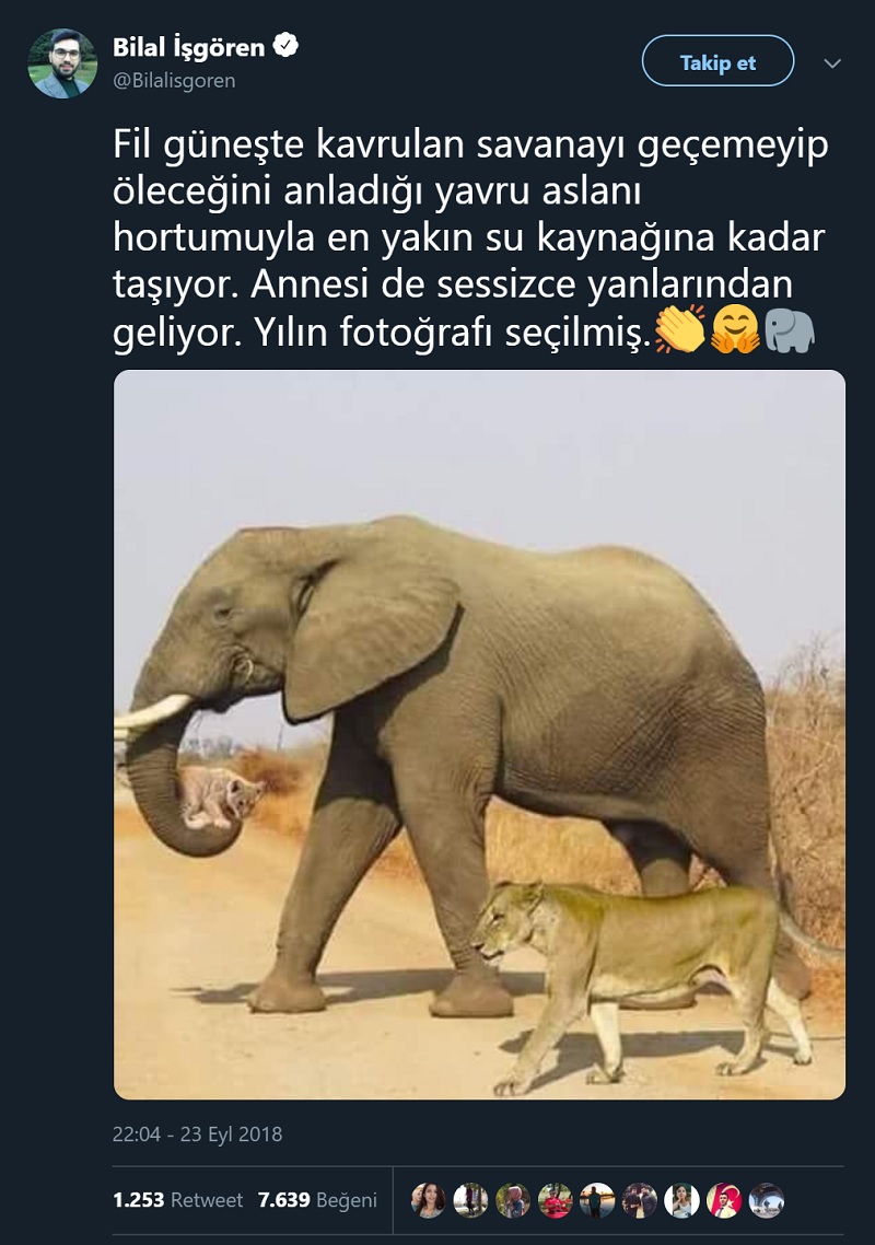 Twitter Dili ve Edebiyatı'nın önde gelen (!) isimlerinden Bilal İşgören'in filin yavru aslanı taşıdığı sanılan montaj fotoğrafı ve uydurma hikâyesini aktardığı paylaşımı