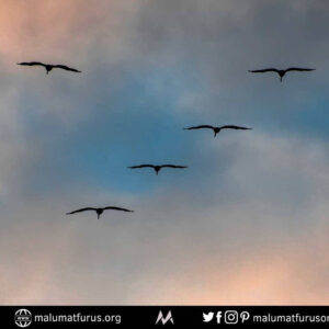 Bir De Kuşlar Var Hakim Bey Her Şeyin Başı Onlar