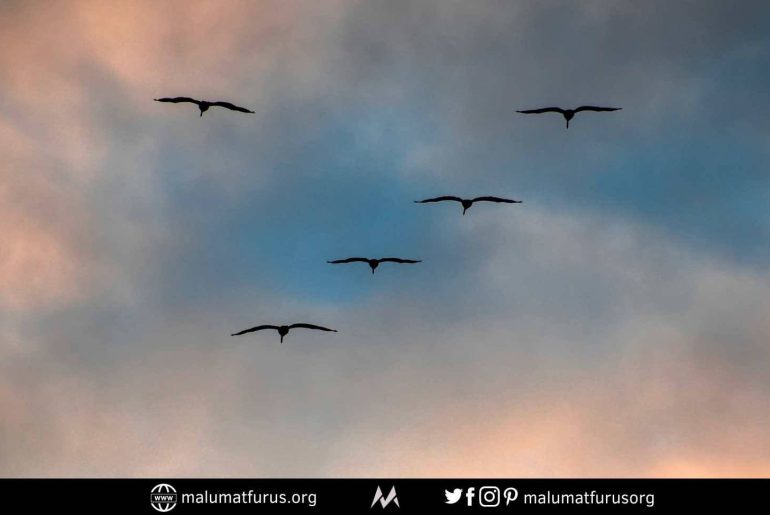 Bir De Kuşlar Var Hakim Bey Her Şeyin Başı Onlar