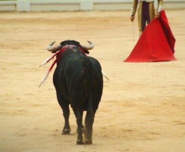 boga matador kirmizi