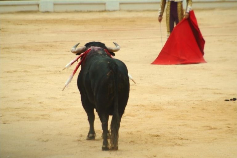 boga matador kirmizi