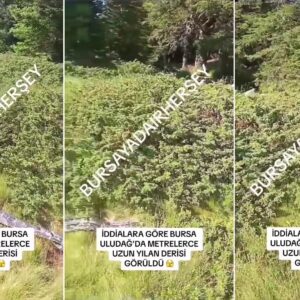 bursa-uludagda-metrelerce-uzun-yilan-derisi