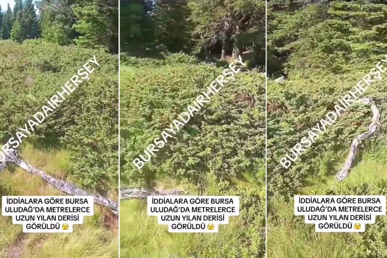bursa-uludagda-metrelerce-uzun-yilan-derisi