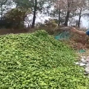 ciftci biberini doktu