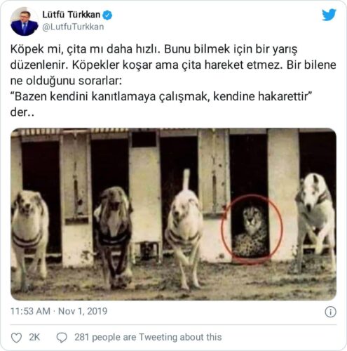 çita köpek yarışı