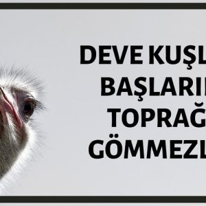 Deve Kuşlarının Başlarını Toprağa Gömdüğü İddiası Doğru Değildir